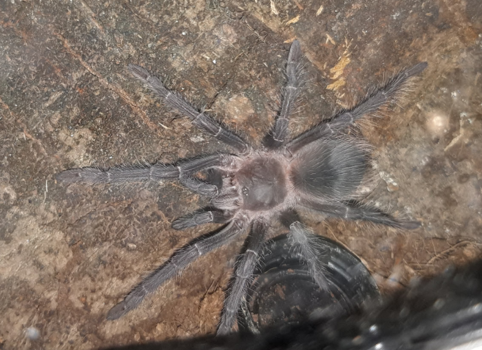 Unknown tarantula.png