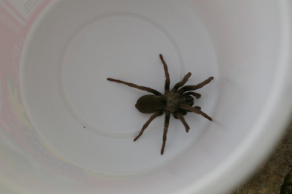 Unknown tarantula