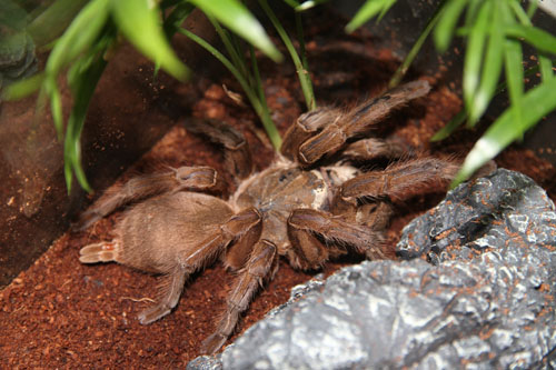 Unknown Tarantula