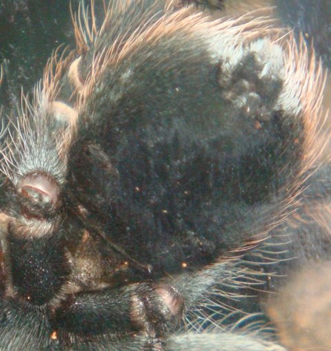 Unknown tarantula