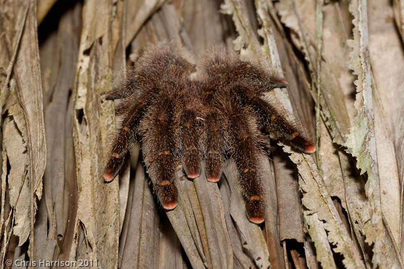 unknown Tarantula