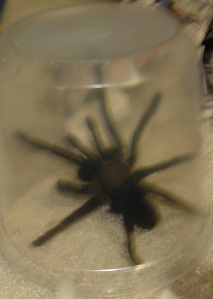 Unknown Tarantula