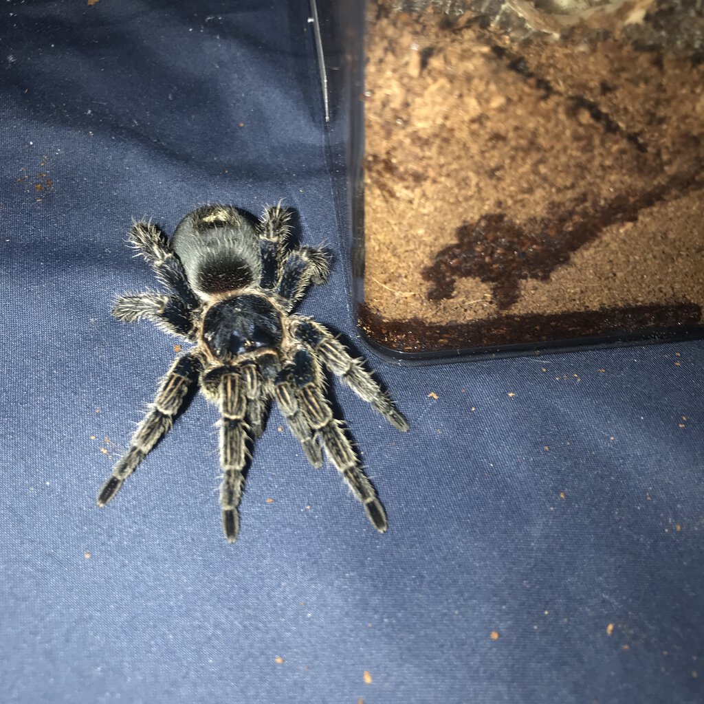 Unknown Thrixopelma