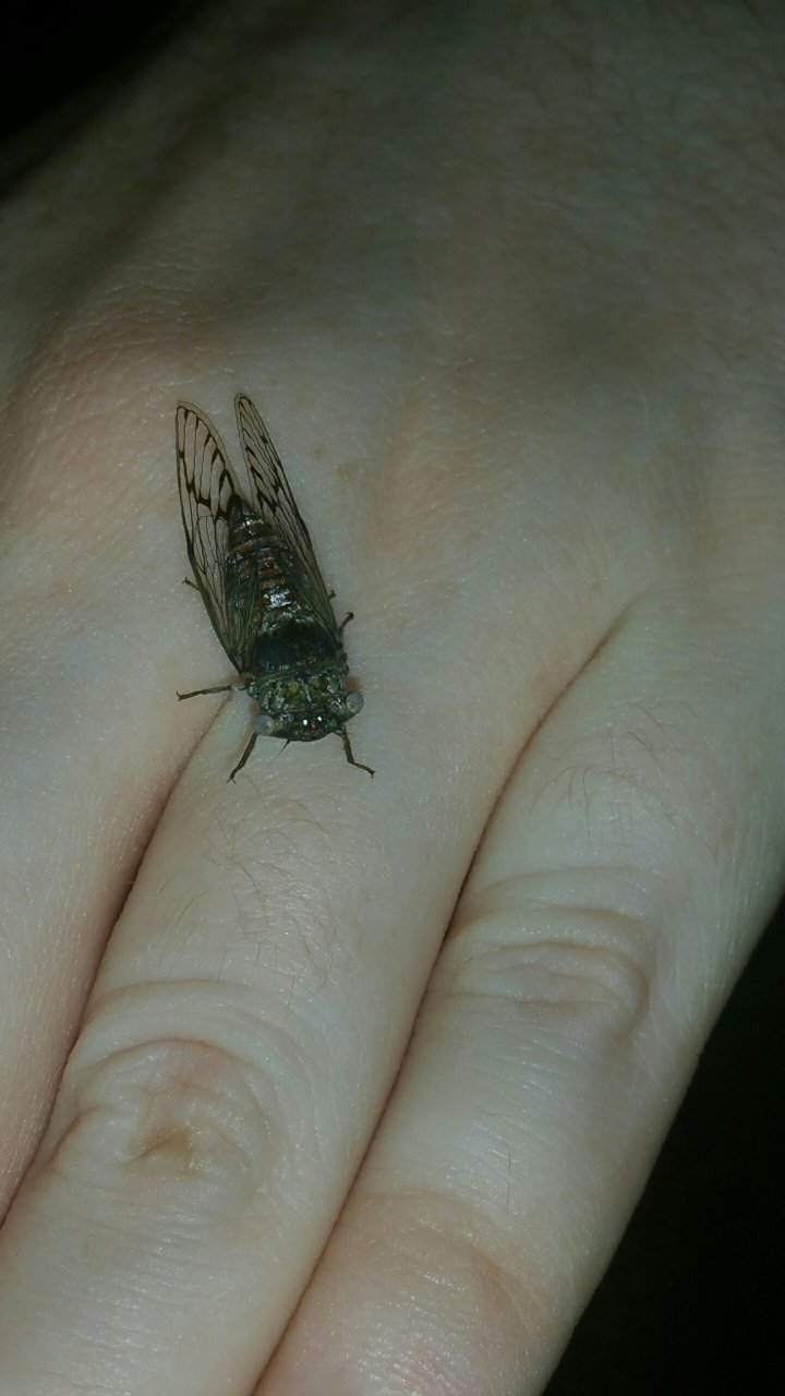 Unknown Tiny Cicada