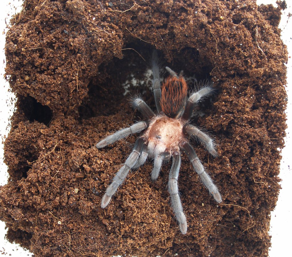 Unknown Tliltocatl/Brachypelma