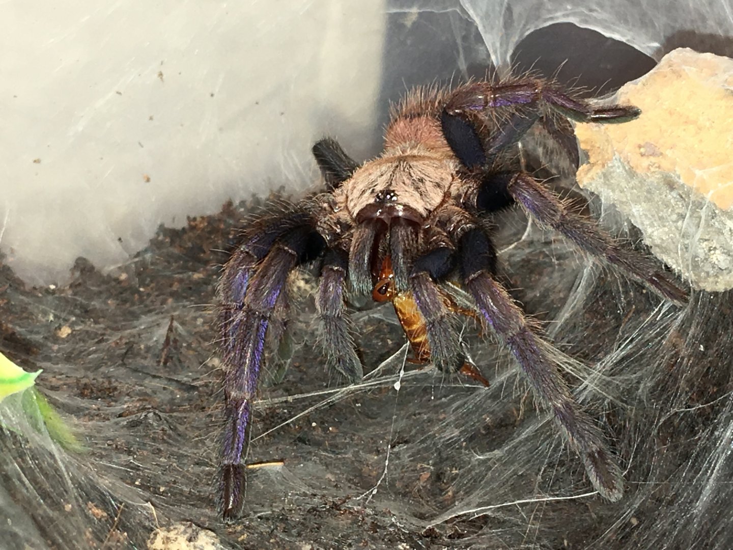 Unsexed Chilobrachys fimbriatus