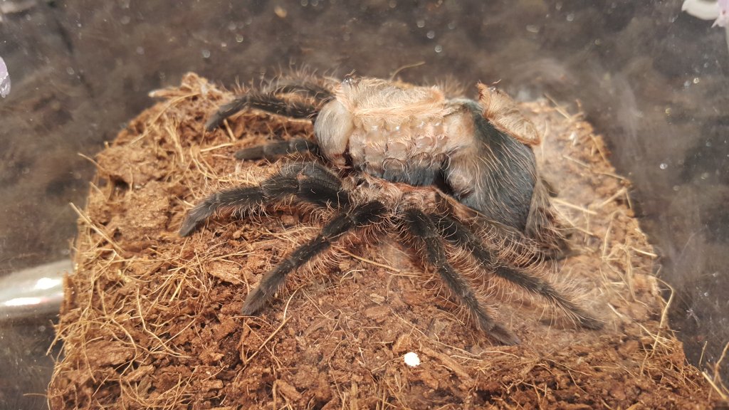 Unusual molting