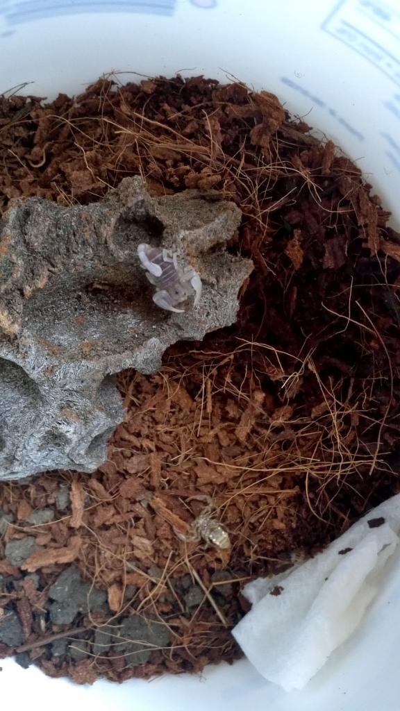 Uroctonus mordax 3rd molt