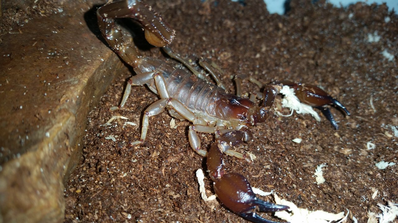 Urodacus Elongatus