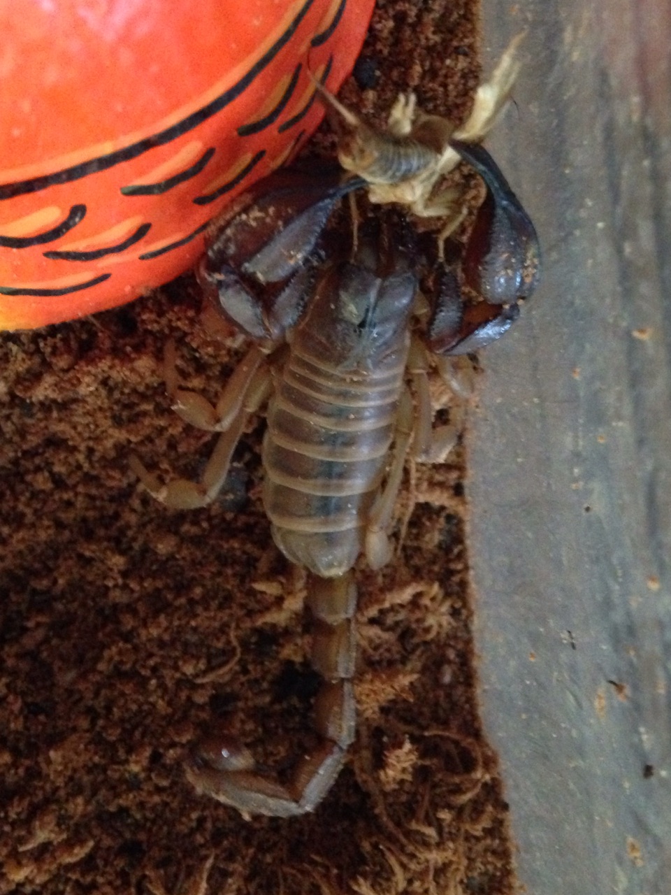 Urodacus novaehollandiae eating