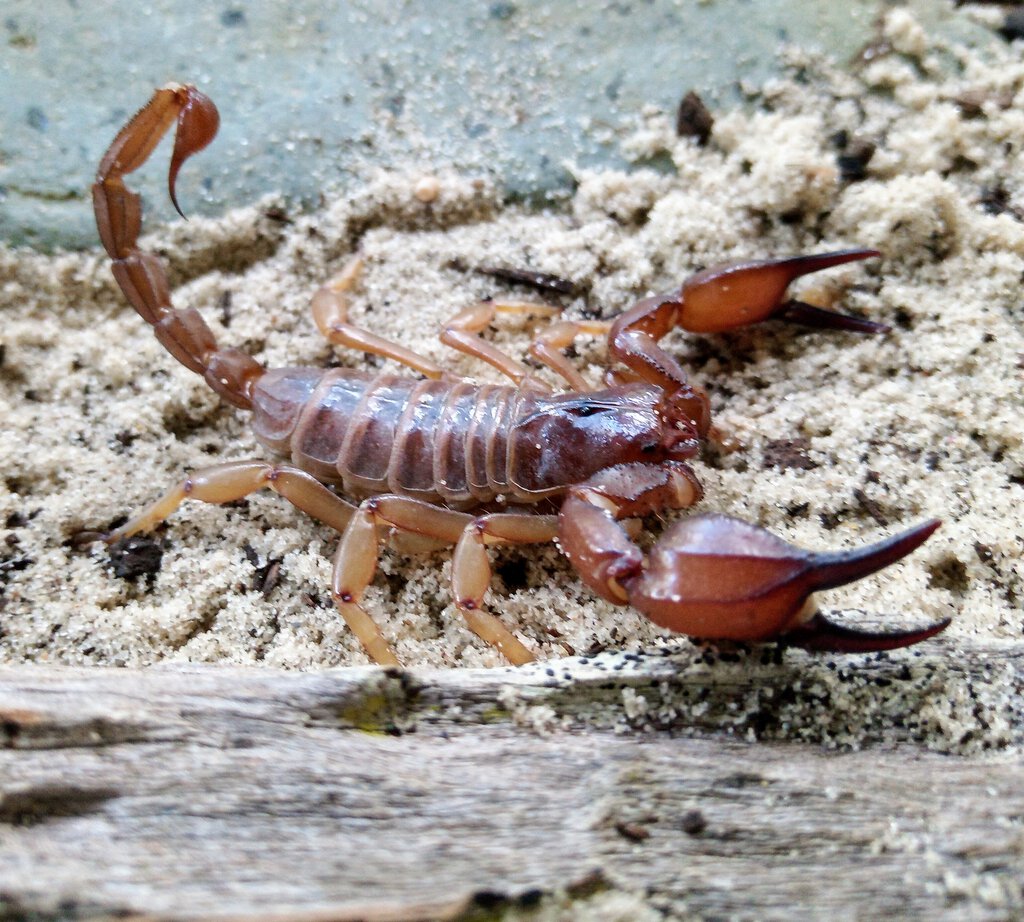 Urodacus Novahollandae Female.