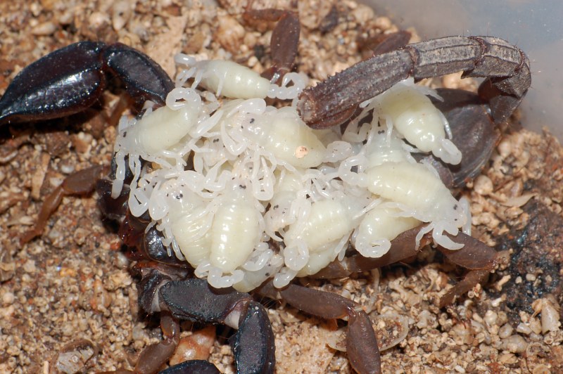 Urodacus planimanus with first instars