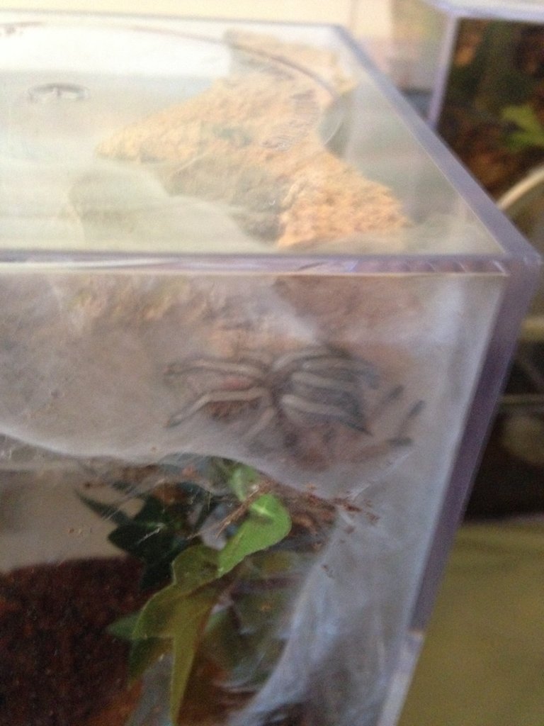 urticans molt