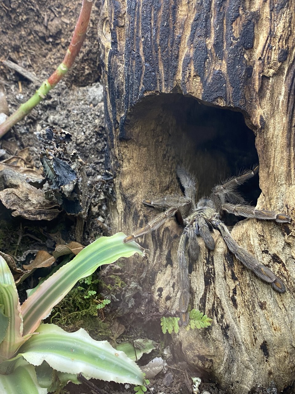 Using the Hide as Intended- Psalmopoeus cambridgei