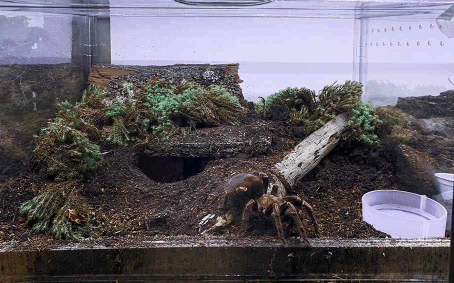 V. australis - Female enclosure