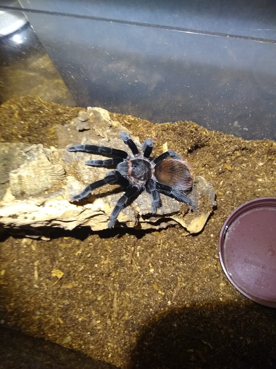 vagans sling i got back in may