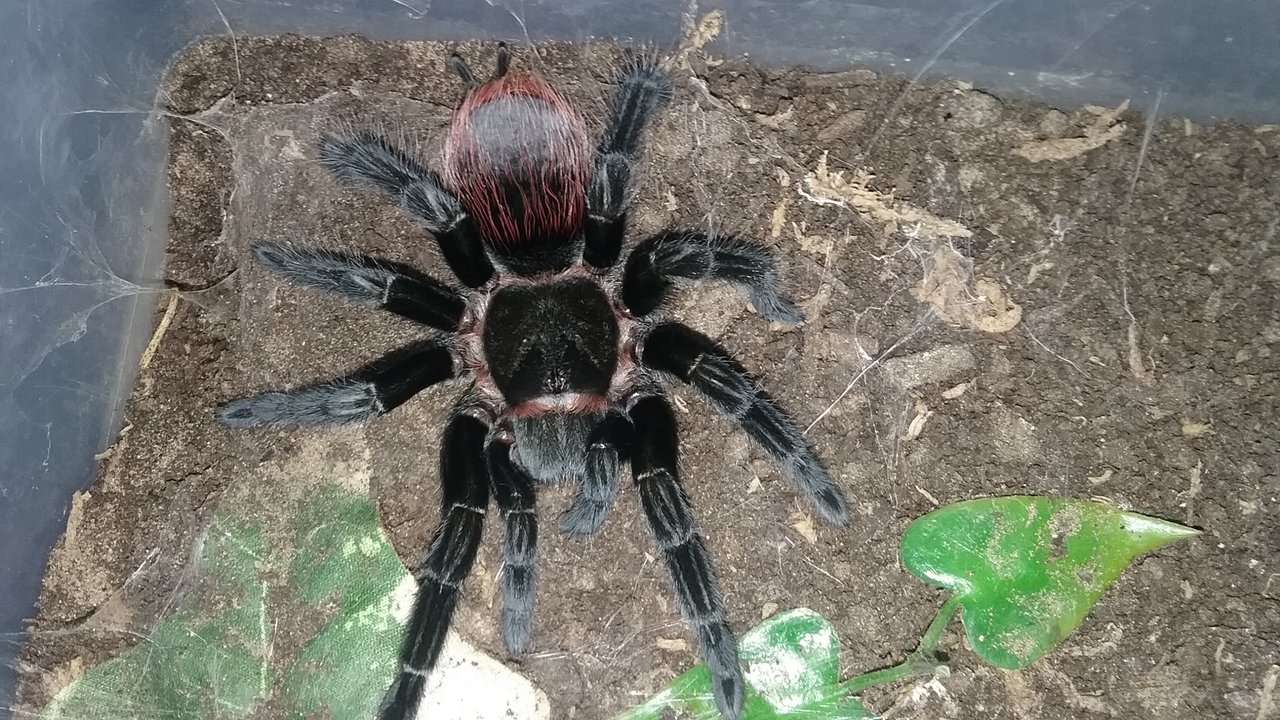 vagans