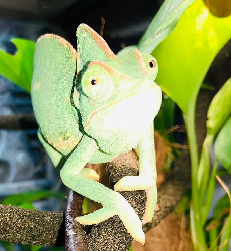 Veiled Chameleon Names Lenny