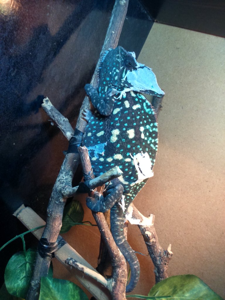 Veiled chameleon pre-mating behaviour