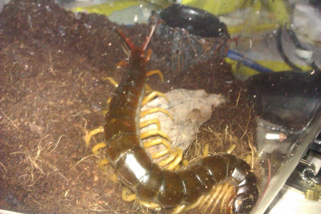 veitnam Giant centipede