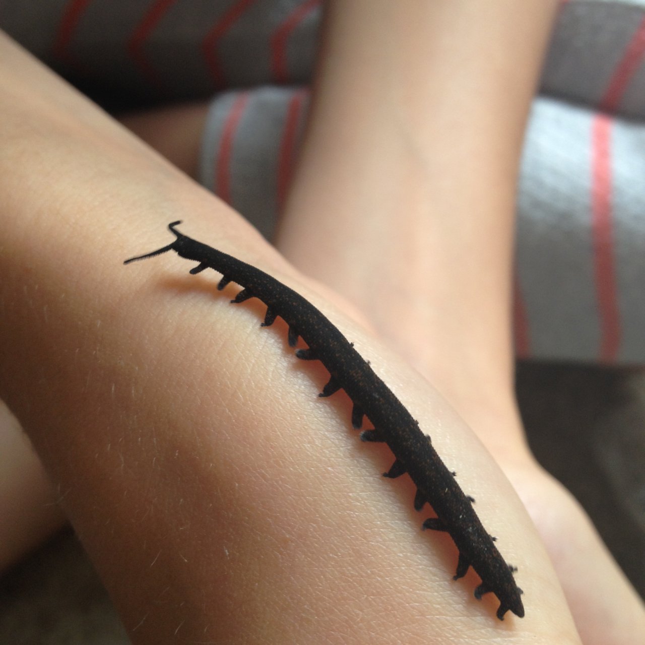 Velvet worm