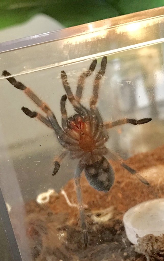 Vent sex 2” B. Smithi?