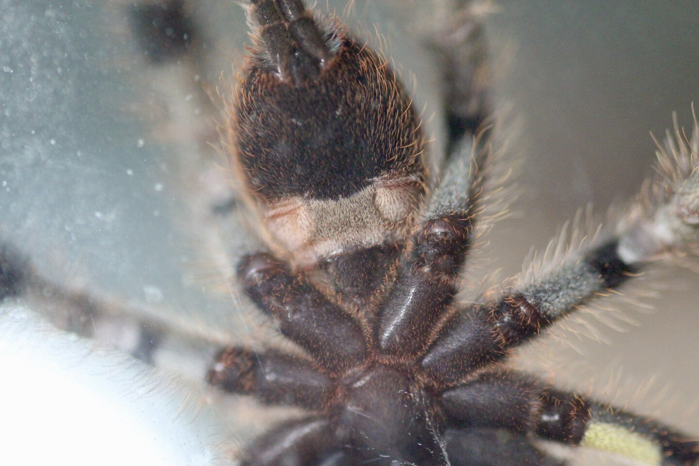 Ventral P. regalis 3-4inches