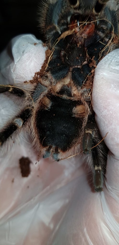 ventral sexing G.Pulchripes Arachnoboards