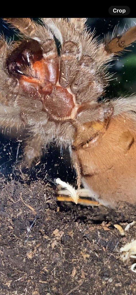 Ventral1.png