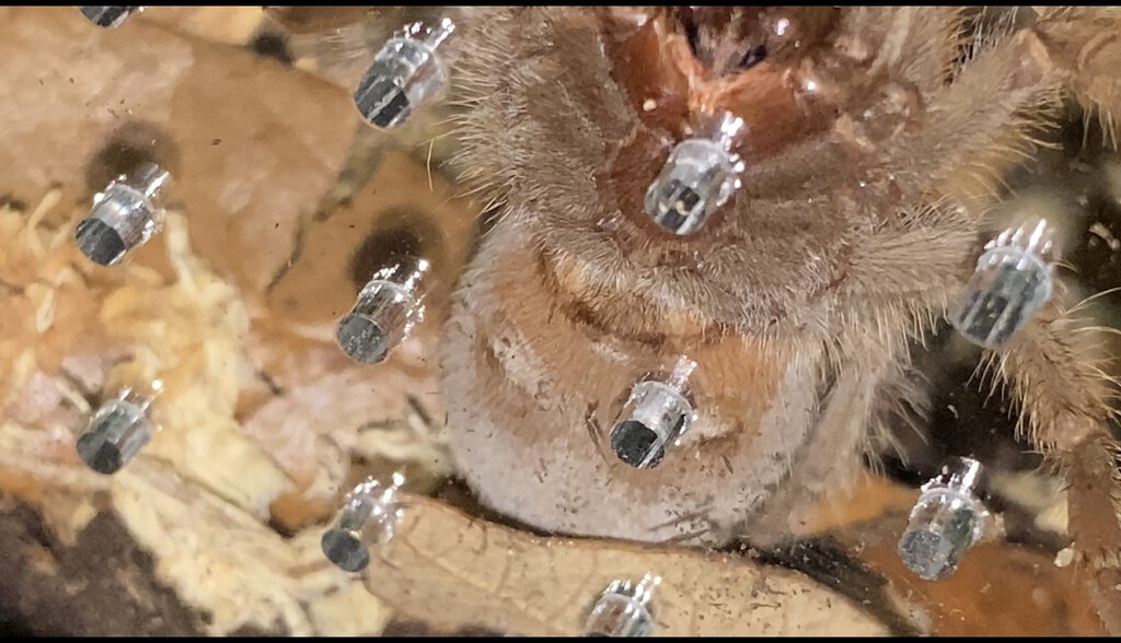 Ventral2.jpeg