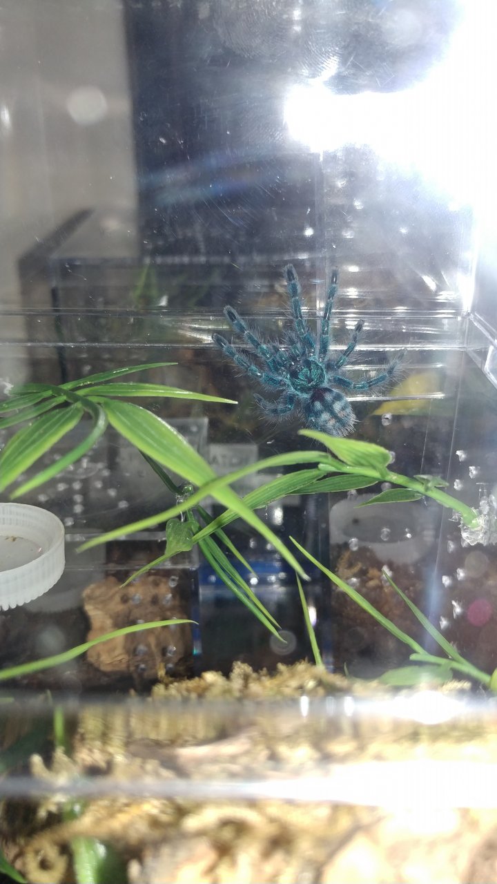 Versicolor a few days after molt