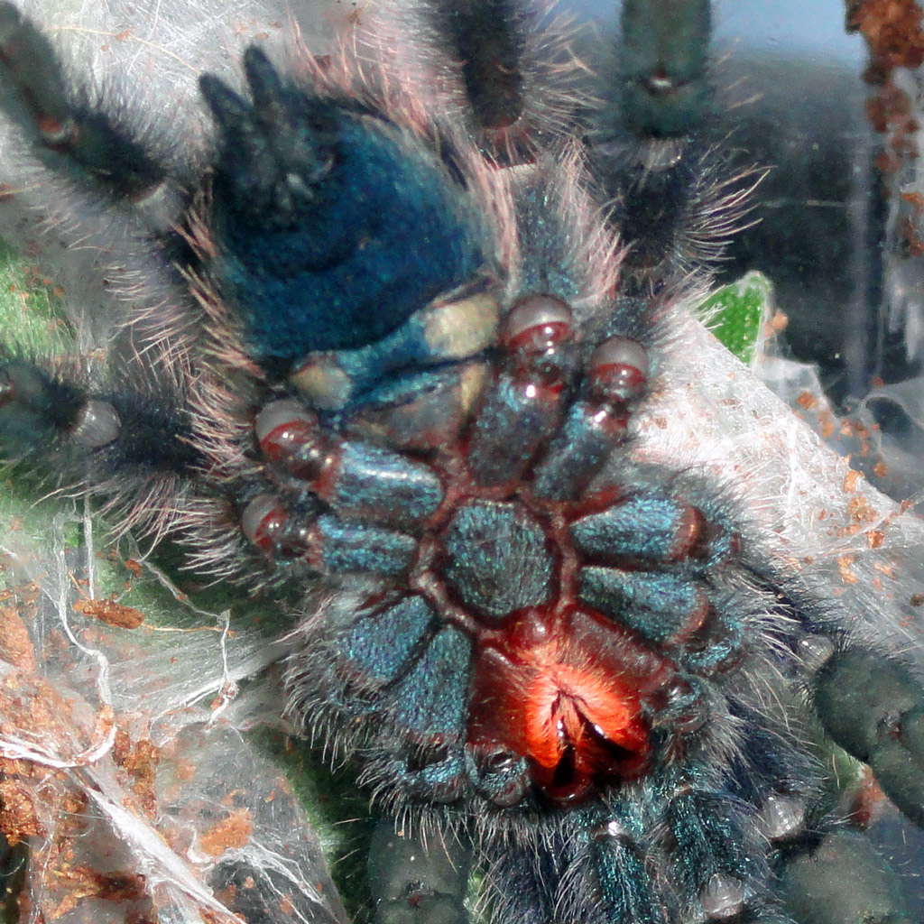 Versicolor After Molt