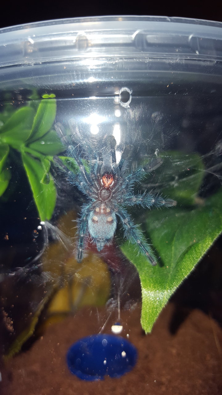 Versicolor