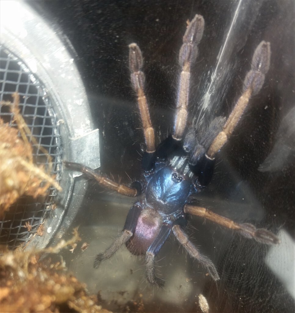 Very colorful pink color form H. devamatha sling, freshly molted.