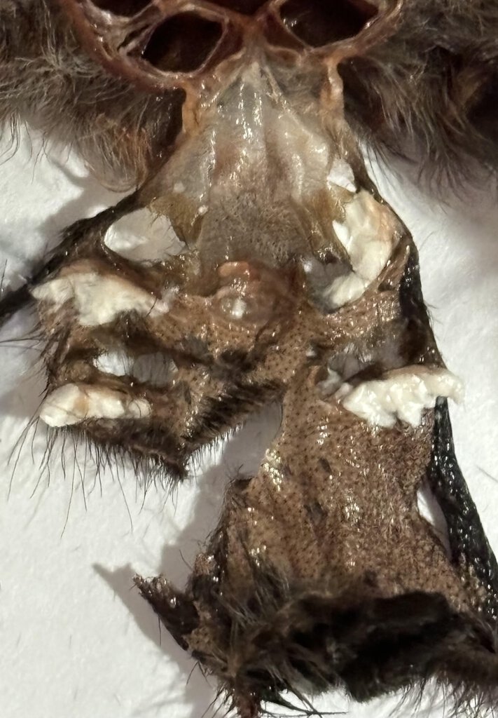 very mangled a. avicularia molt