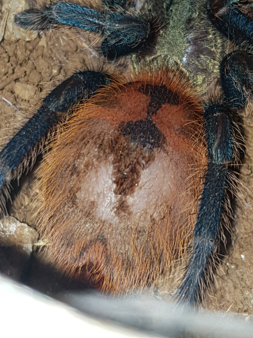 Very premolt GBB