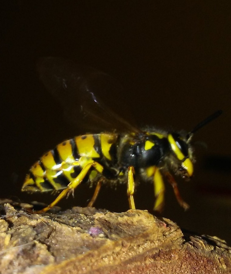 Vespula germanica