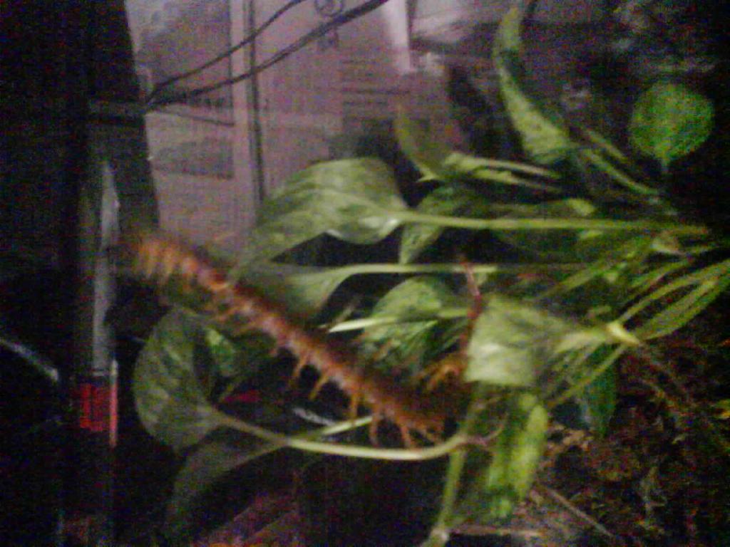 Vietnamese Centipede First Day In New Home.