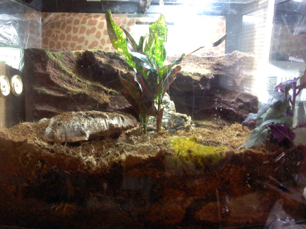 Vietnamese Centipede First Day In New Home.