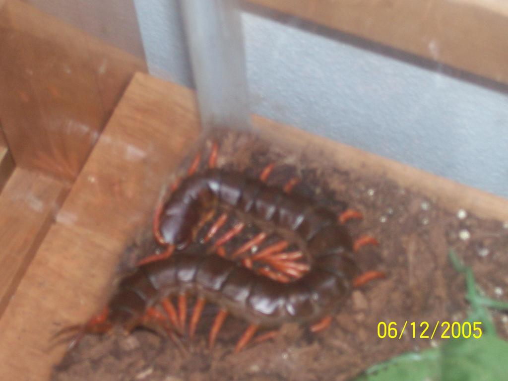 Vietnamese centipede (Scolopendra subspinipes)