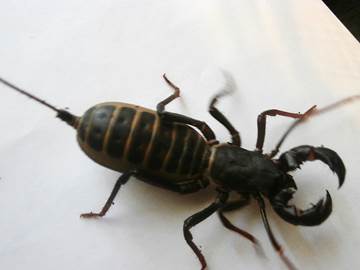 Vinegaroon
