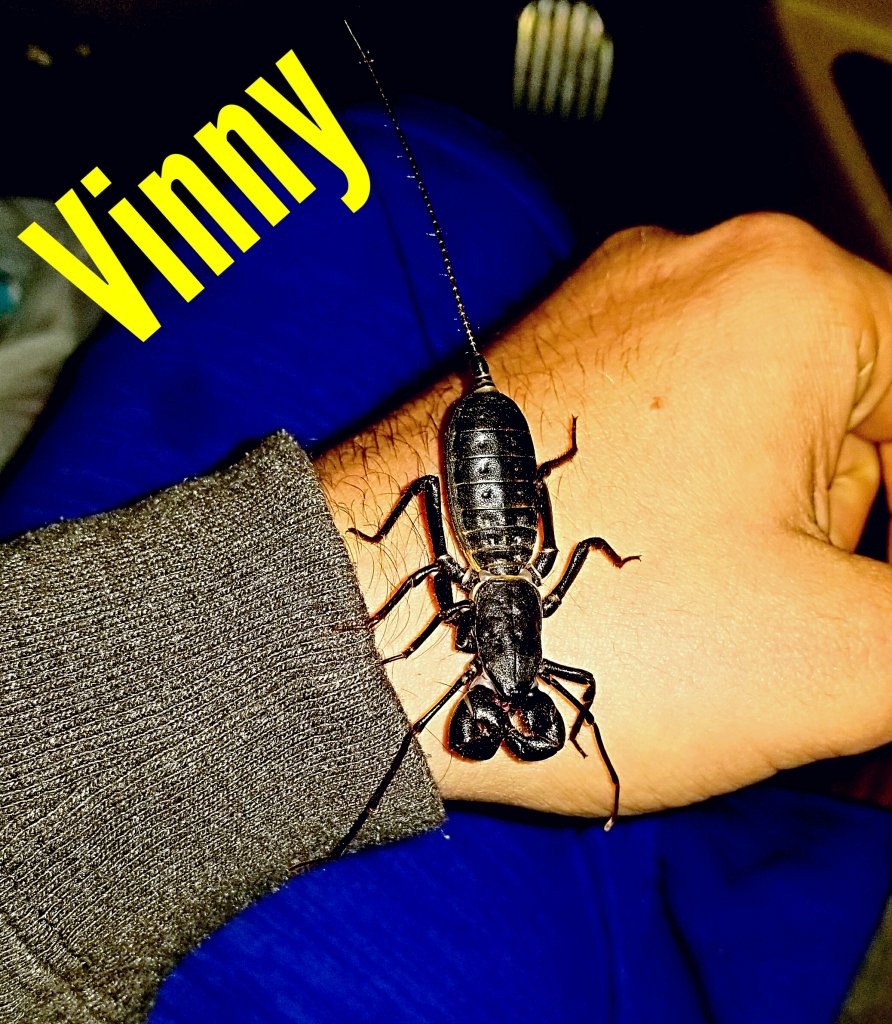 "Vinny" Mastigoproctus giganteus