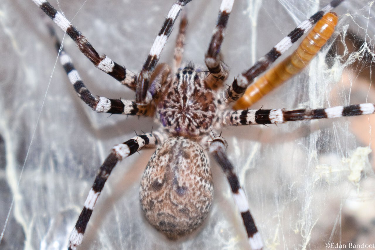 Viridasius sp. Madagascar close up