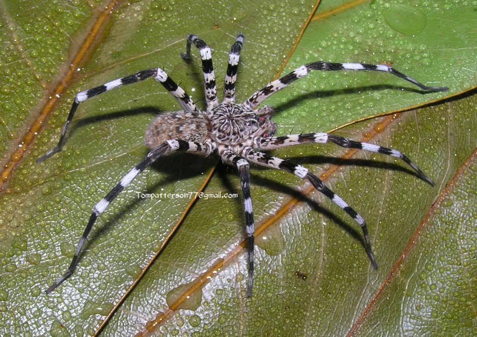 Viridasius sp. Madagascar