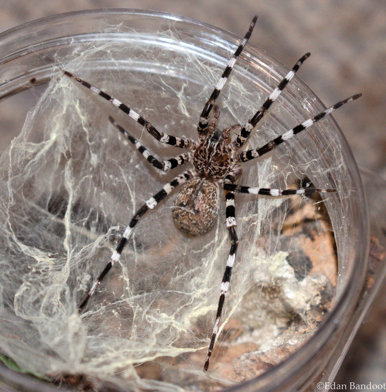 Viridasius sp. Madagascar