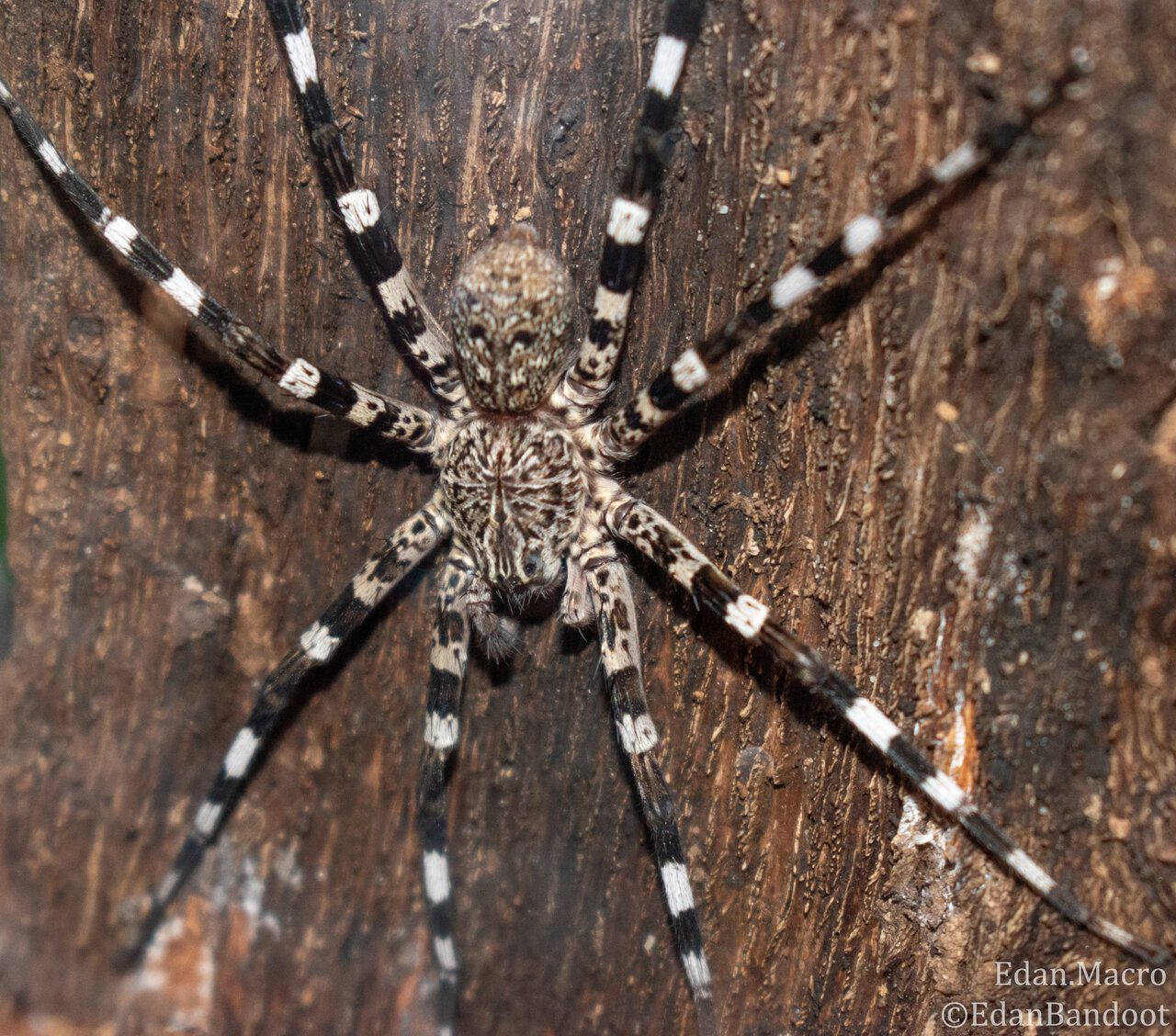 Viridasius sp. Madagascar