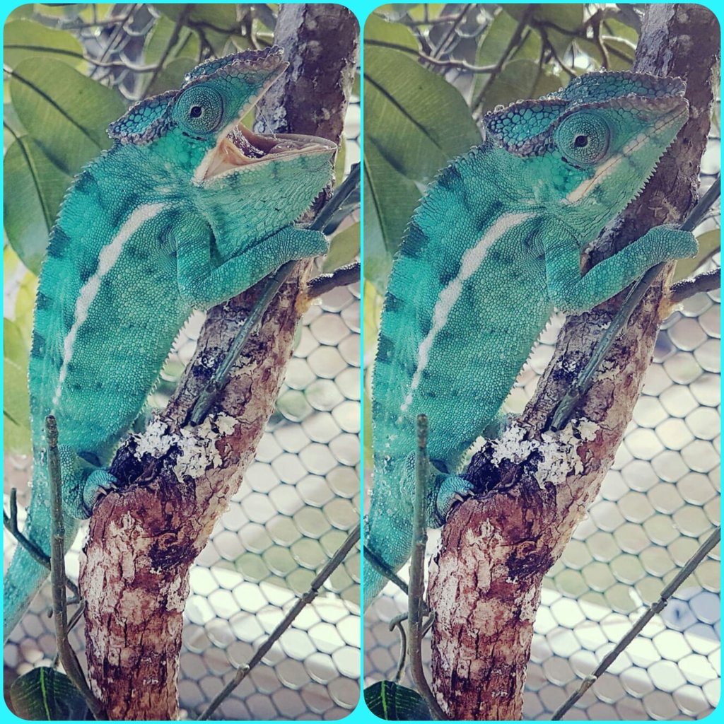 Viserion Outside Attitude