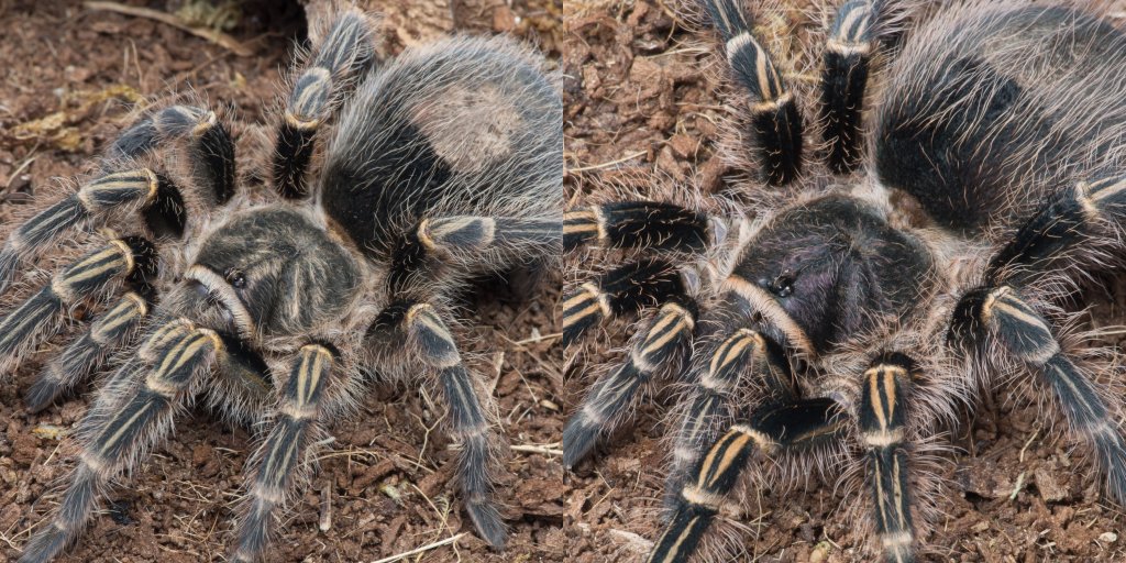 Visual differences between my two G. pulchripes Arachnoboards