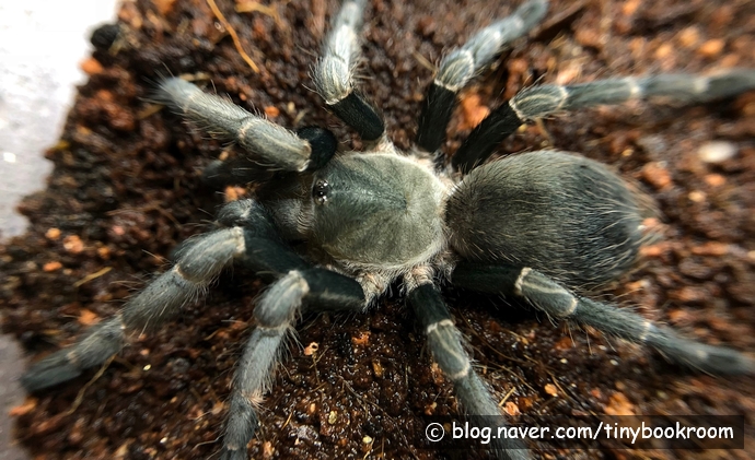 Vitalius Paranaensis Female fresh molted