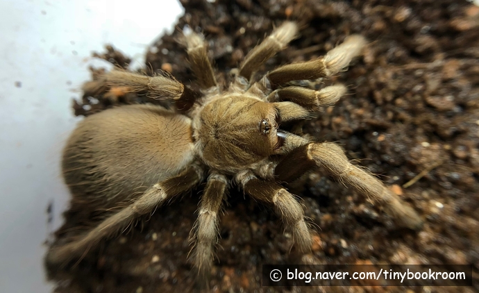 Vitalius paranaensis Female